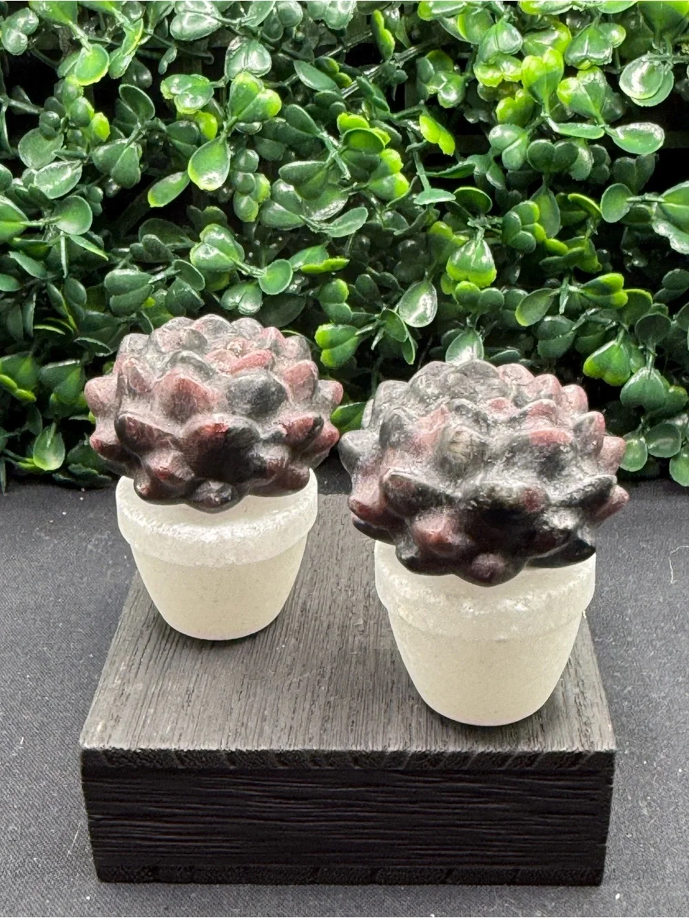 Adorable Garnet Succulent in White Jade Pot